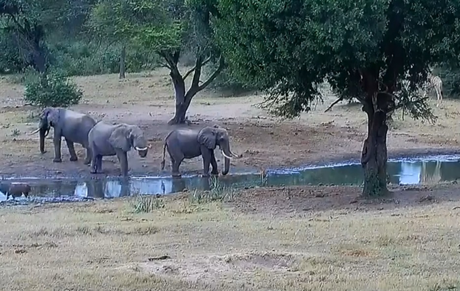 Tembe Elephant Park