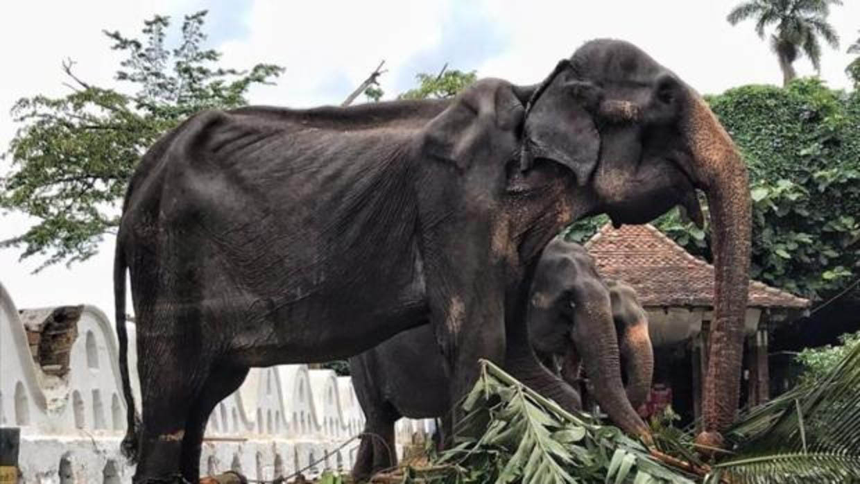 Elefante desnutrido en Sri Lanka