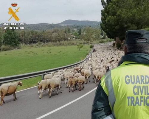 Investigan al propietario de un rebaño que ha provocado 11 accidentes en la carretera CL-626