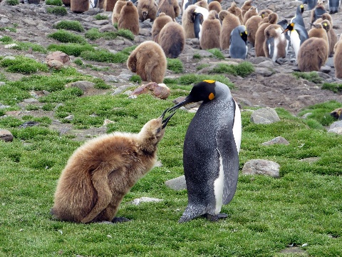 Pingüinos rey en Georgia