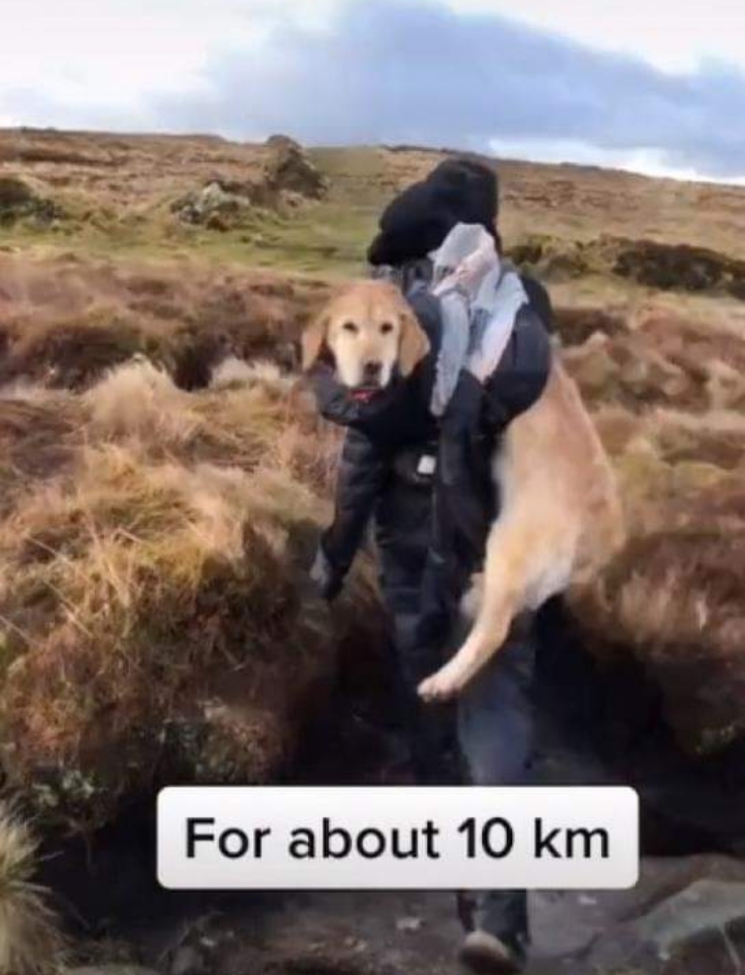 La pareja se desvió varios kilómetros para ayudar a esta golden retriever