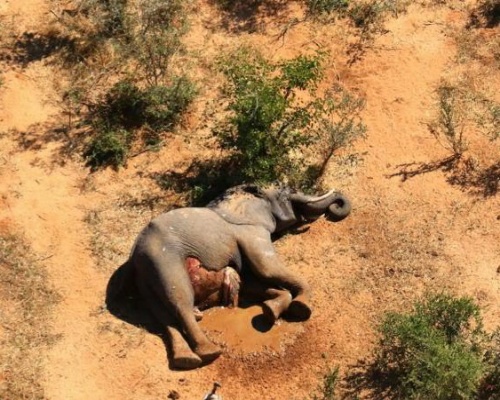 Cadáver de un elefante africano en Botsuana