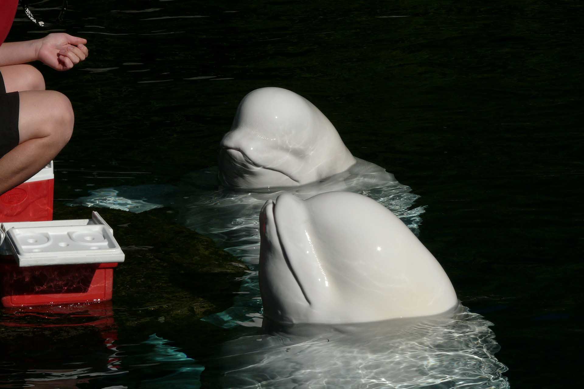 belugas Vancouver