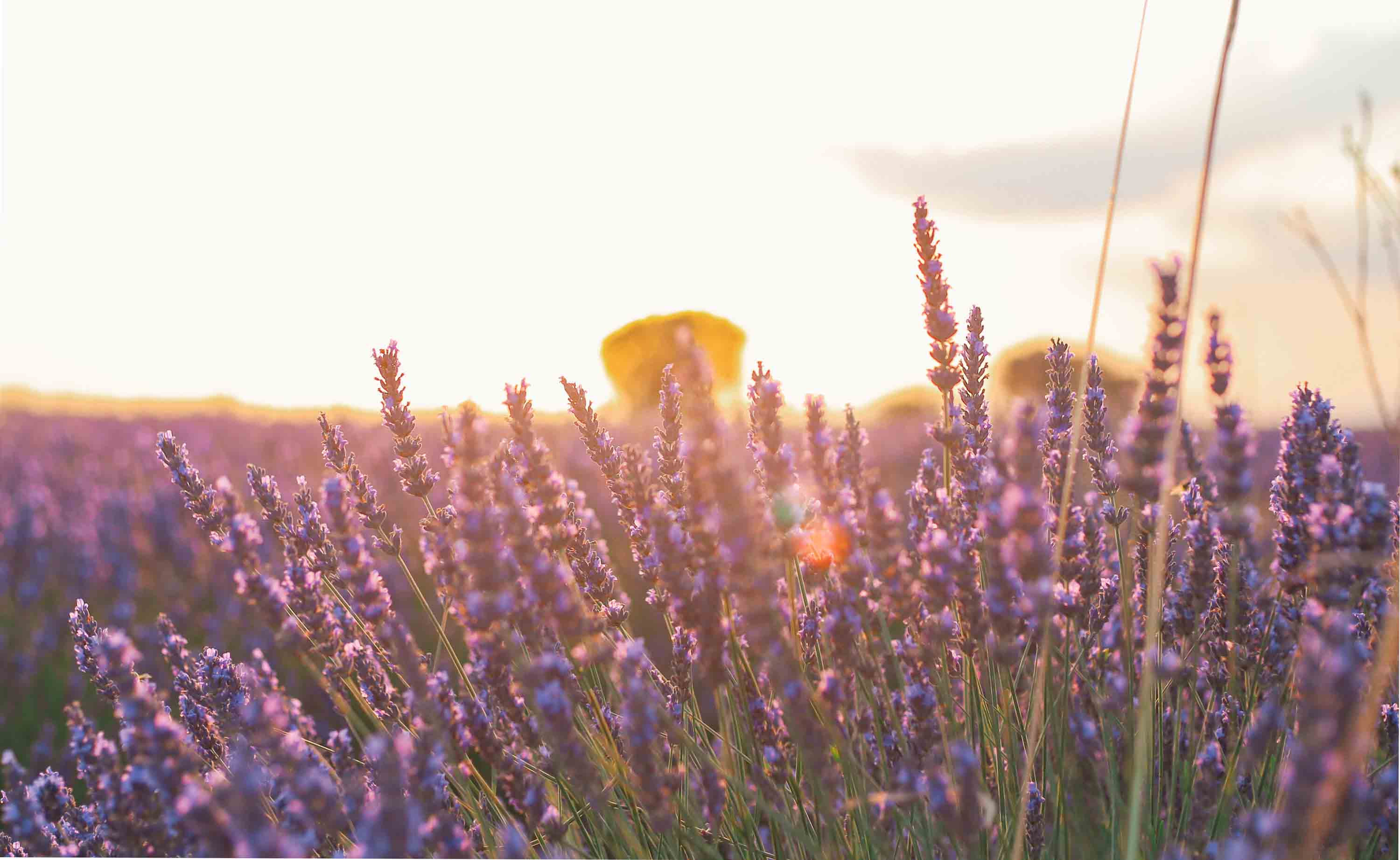 Campos de lavanda de Brihuega