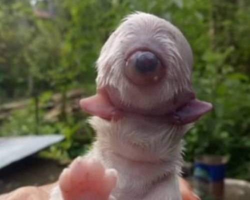 Cíclope, un perro que nació con dos lenguas y sin nariz