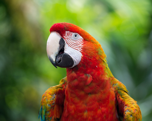 Los animales exóticos pueden transmitirnos algunas enfermedades