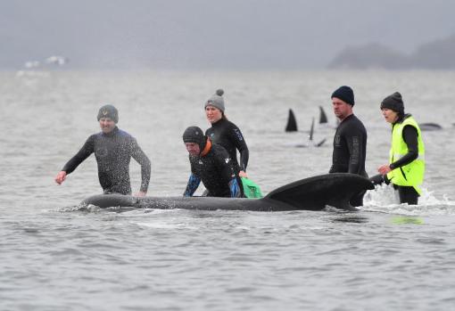 Operación de rescate para salvar a las ballenas varadas en Australia