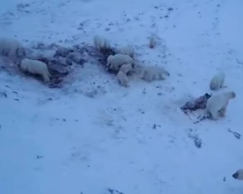 Osos polares hambrientos en Rusia