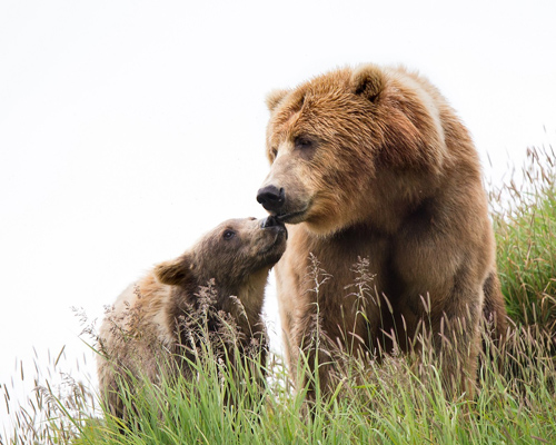 Nace un oso en el Parque cinegético de El Hosquillo, en Cuenca