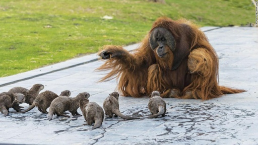 Un orangutÃ¡n juega con nutrias