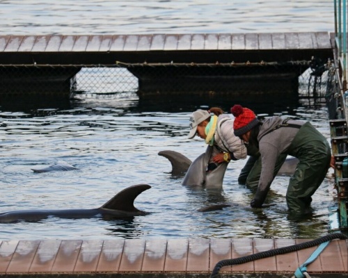 Delfines en un zoolÃ³gico 