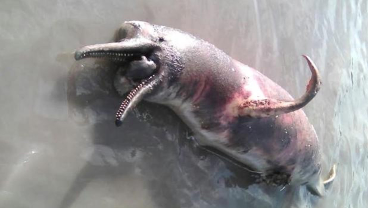 Un delfín rosa muerto en Amazonas