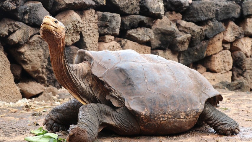 Diego, la tortuga que salvÃ³ a su especie 