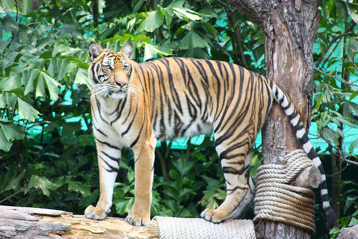 Tigre de bengala