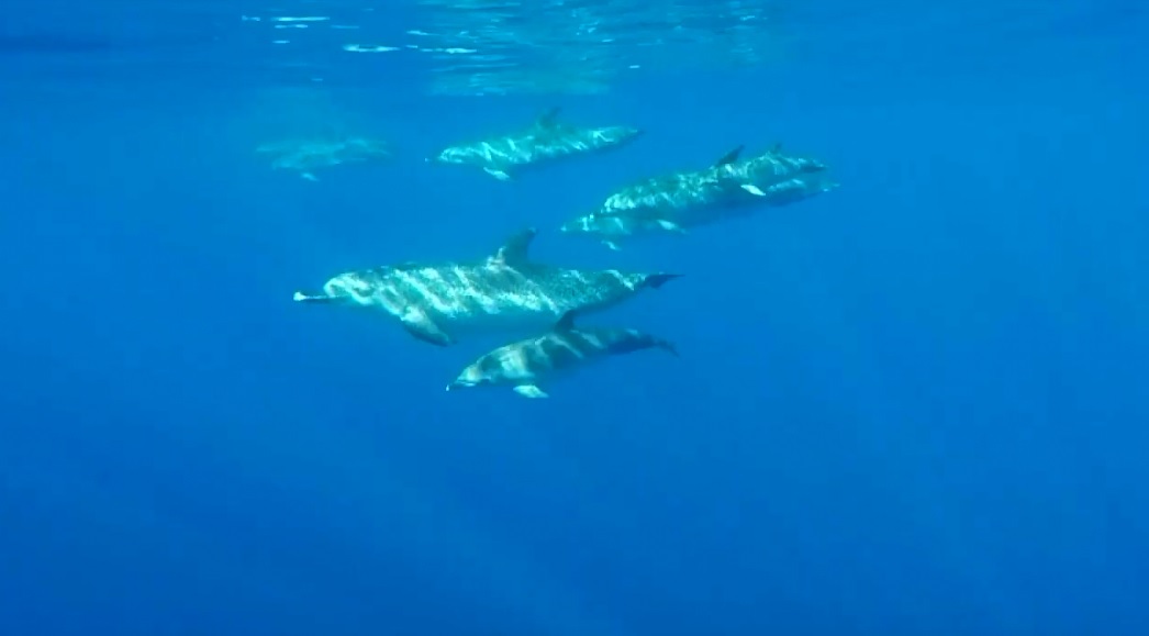 delfines manchados en Sao Miguel