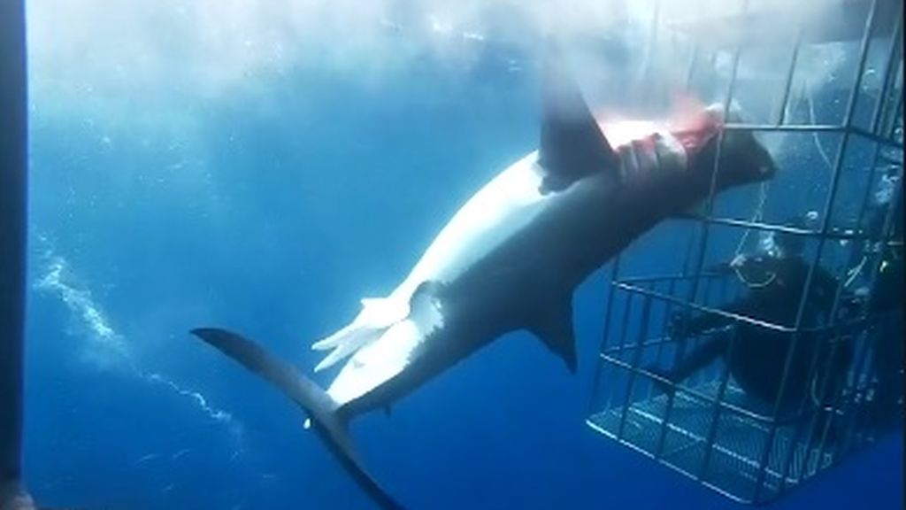 Un tiburón muere desangrado en una jaula de turistas