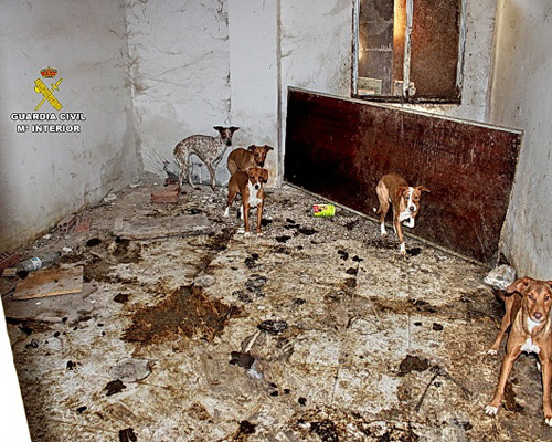 22 perros han sido intervenidos en condiciones deplorables en Ambite de Tajuña