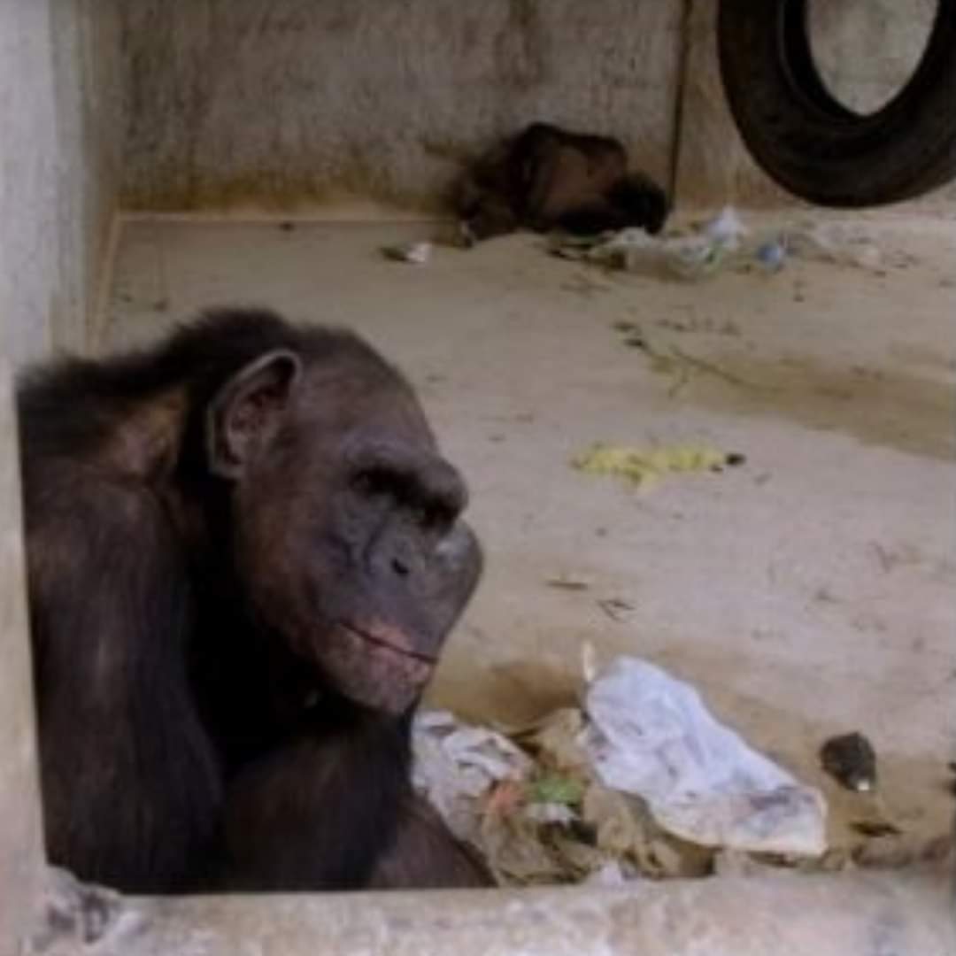 Chimpancés maltratados en Angola
