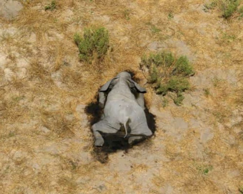 Elefante muerto en Botsuana