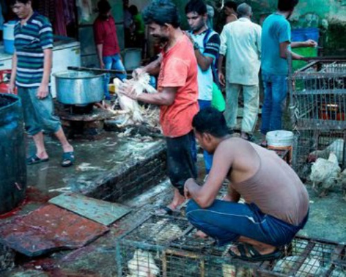 Mercado de animales silvestres