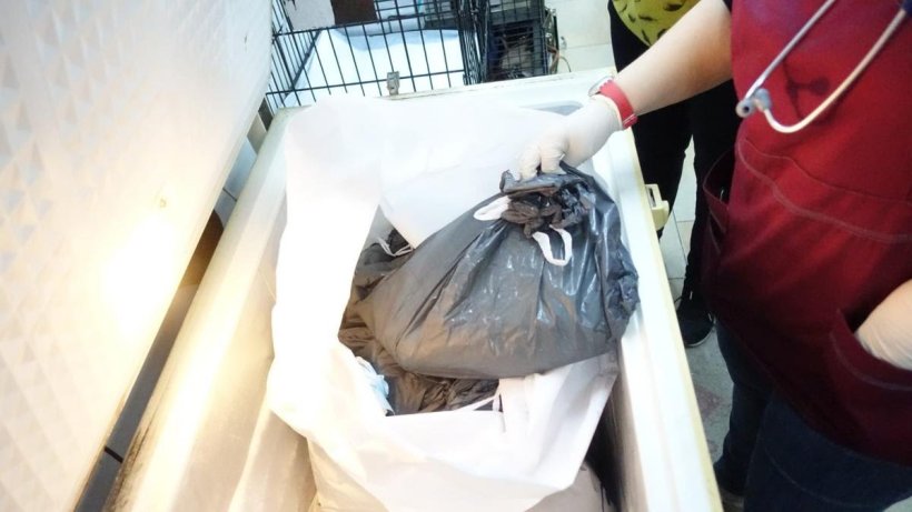 Cadáveres hallados en el congelador en la tienda de mascotas Ladridos, en Barcelona