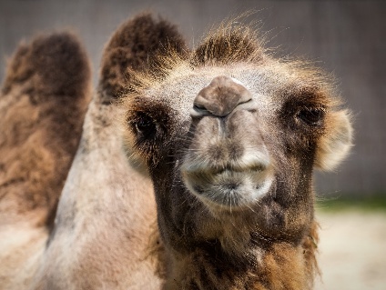 10.000 camellos y dromedarios serán cazados en Australia
