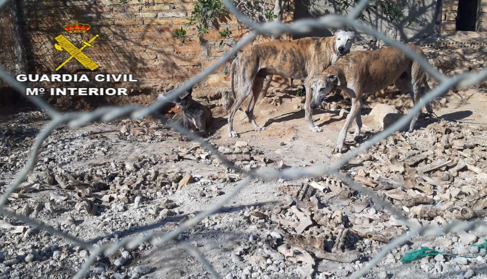 Investigan la muerte de seis podencos en una finca de Alcalá de Guadaíra