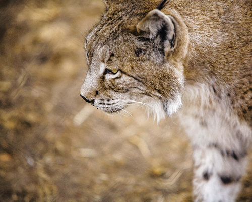 El Congreso en España apruba una proposición de ley para reducir atropellos de animales