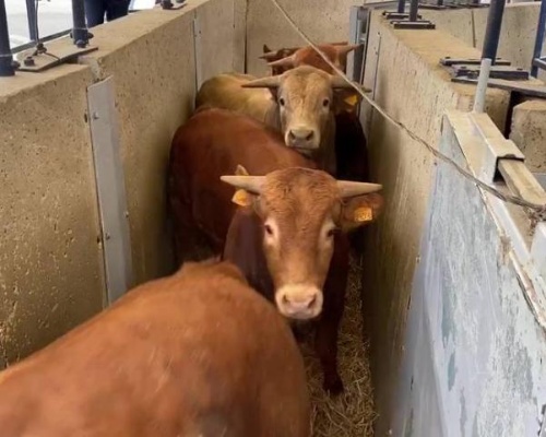 Más de 2.600 vacas enfermas por lengua azul viajan por el Mediterráneo
