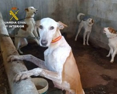 Rescatan a 32 perros en condiciones deplorables que iban a ser vendidos para la caza