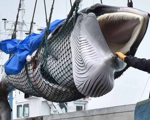 Ballena cazada en Japón en 2019