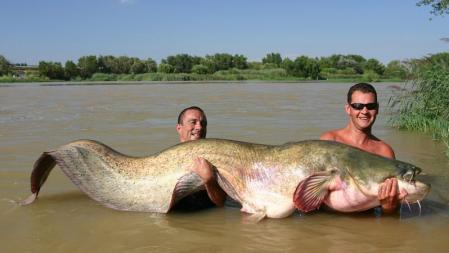 Alerta en el Guadalquivir por la presencia de un siluro de más de 100 kilos