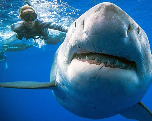 Ocean Ramsey nadando con un gran tiburón blanco