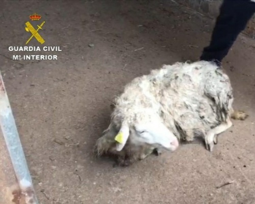 Oveja maltratada hallada por la Guardia Civil en Tenerife