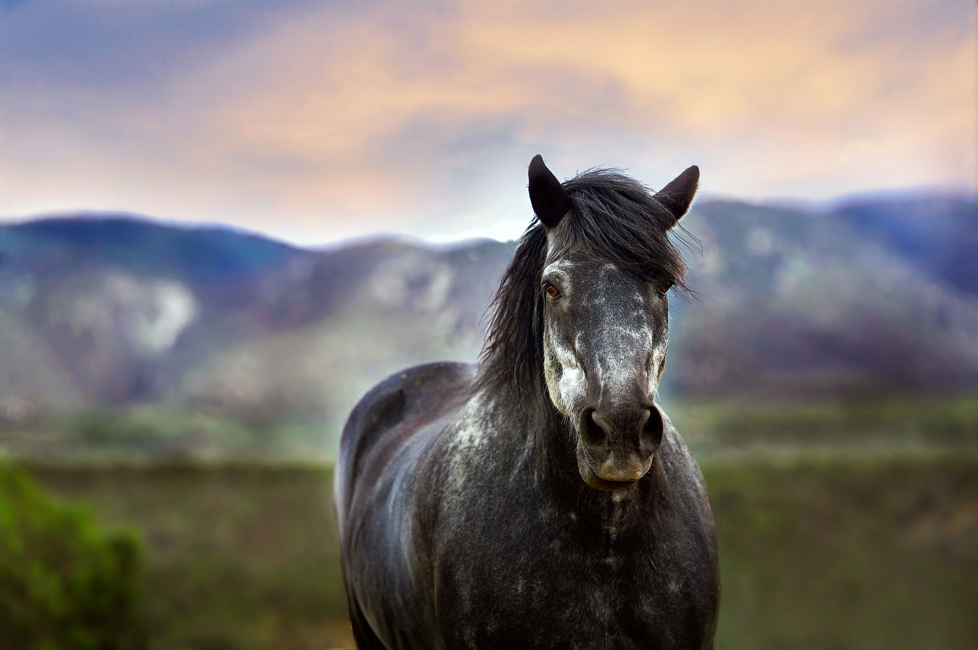 Prohibido el consumo de carne de caballo en California