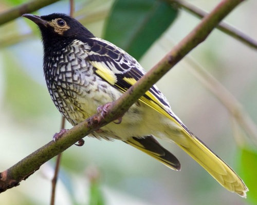 El mielero regente, en peligro crítico de extinción, se está olvidando de cantar