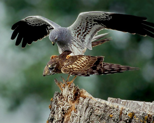 El aguilucho cenizo pierde un 30% de su población en Andalucía en 15 años