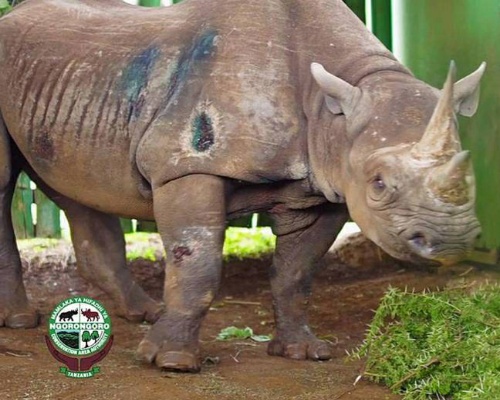 Muere Fausta, la rinoceronte más longeva del mundo