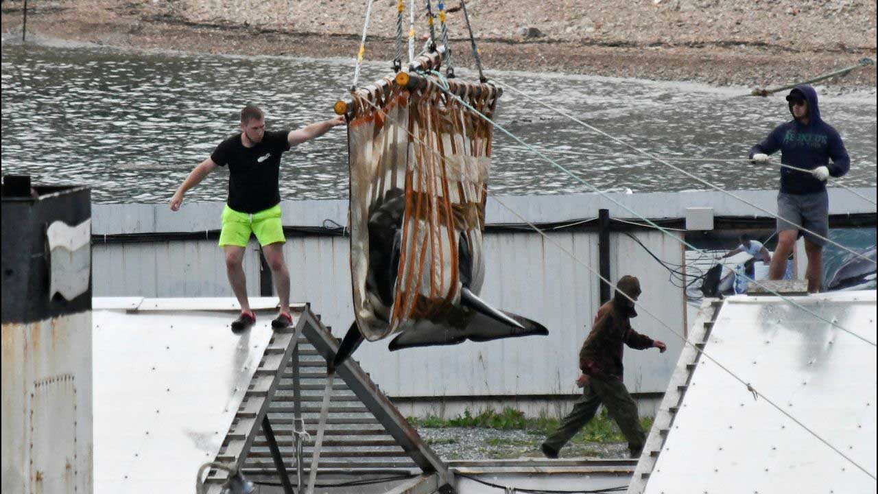 Orcas siendo liberadas del Pacífico ruso