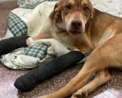 Un joven de 20 años es investigado por abandonar a su perro con dos patas rotas