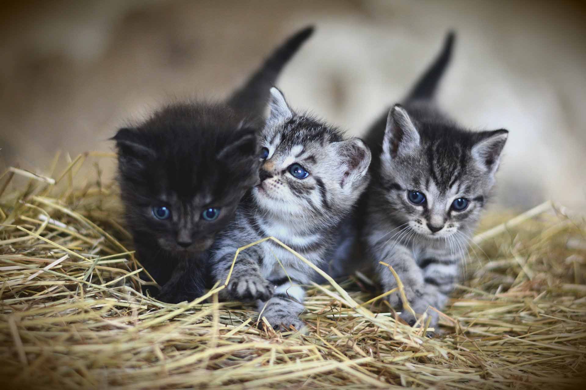 Cachorros de gato