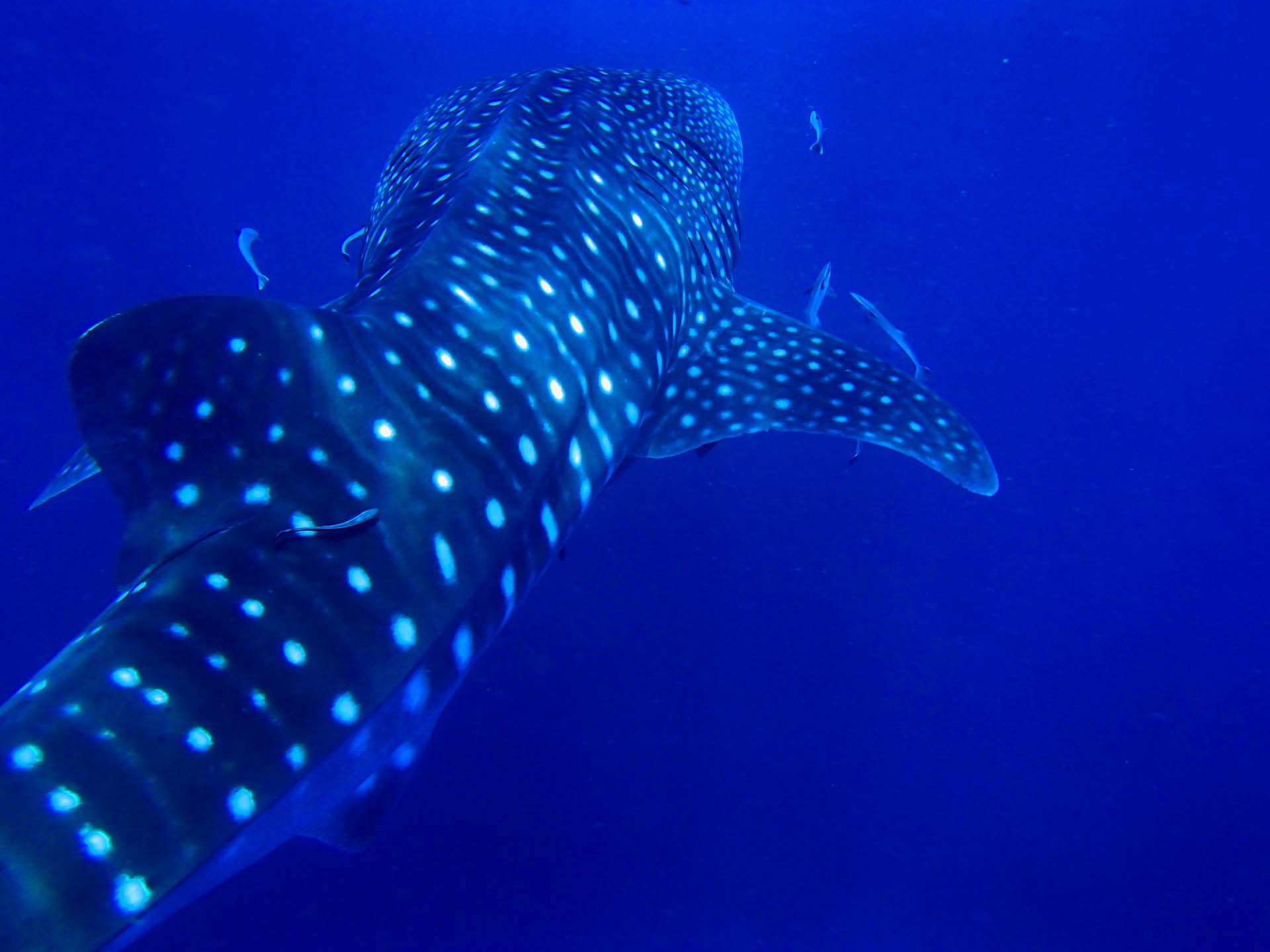 Nadamos con tiburones ballena en Riviera Maya