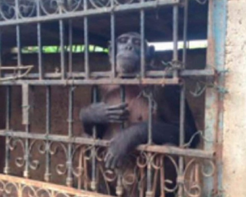 Chimpancé encerrado en Angola