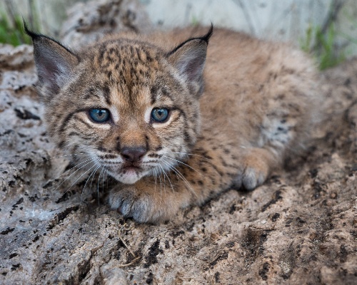 Un cachorro de lince ibérico