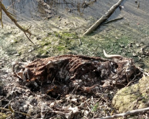 Denuncian la presencia de cientos de cadáveres de ganado cerca del río Tajo