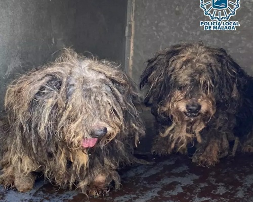 Rescatan a 16 perros hacinados en un piso de MÃ¡laga