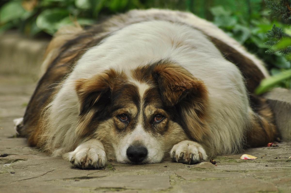 La obesidad en perros es peligrosa para su salud