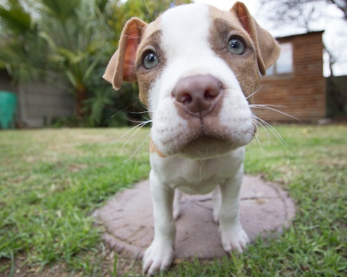 El Gobierno de España quiere poner fin a la lista de perros potencialmente peligrosos