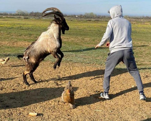 Un luchador ruso pelea con una cabra montesa