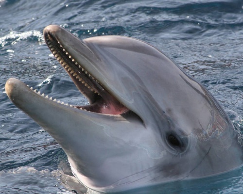 Anak, la matriarca de los delfines del Zoo de Barcelona